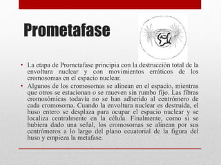 Prometafase
• La etapa de Prometafase principia con la destrucción total de la
envoltura nuclear y con movimientos erráticos de los
cromosomas en el espacio nuclear.
• Algunos de los cromosomas se alinean en el espacio, mientras
que otros se estacionan o se mueven sin rumbo fijo. Las fibras
cromosómicas todavía no se han adherido al centrómero de
cada cromosoma. Cuando la envoltura nuclear es destruida, el
huso entero se desplaza para ocupar el espacio nuclear y se
localiza centralmente en la célula. Finalmente, como si se
hubiera dado una señal, los cromosomas se alinean por sus
centrómeros a lo largo del plano ecuatorial de la figura del
huso y empieza la metafase.
 