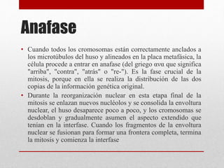 Anafase
• Cuando todos los cromosomas están correctamente anclados a
los microtúbulos del huso y alineados en la placa metafásica, la
célula procede a entrar en anafase (del griego ανα que significa
"arriba", "contra", "atrás" o "re-"). Es la fase crucial de la
mitosis, porque en ella se realiza la distribución de las dos
copias de la información genética original.
• Durante la reorganización nuclear en esta etapa final de la
mitosis se enlazan nuevos nucléolos y se consolida la envoltura
nuclear, el huso desaparece poco a poco, y los cromosomas se
desdoblan y gradualmente asumen el aspecto extendido que
tenían en la interfase. Cuando los fragmentos de la envoltura
nuclear se fusionan para formar una frontera completa, termina
la mitosis y comienza la interfase
 