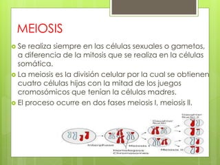 MEIOSIS
 Se realiza siempre en las células sexuales o gametos,
a diferencia de la mitosis que se realiza en la células
somática.
 La meiosis es la división celular por la cual se obtienen
cuatro células hijas con la mitad de los juegos
cromosómicos que tenían la células madres.
 El proceso ocurre en dos fases meiosis I, meiosis ll.
 