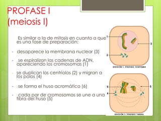 PROFASE I
(meiosis l)
Es similar a la de mitosis en cuanto a que
es una fase de preparación:
- desaparece la membrana nuclear (3)
- se espiralizan las cadenas de ADN,
apareciendo los cromosomas (1)
- se duplican los centriolos (2) y migran a
los polos (4)
- se forma el huso acromático (6)
- cada par de cromosomas se une a una
fibra del huso (5)
 