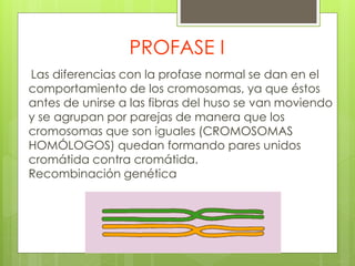 PROFASE I
Las diferencias con la profase normal se dan en el
comportamiento de los cromosomas, ya que éstos
antes de unirse a las fibras del huso se van moviendo
y se agrupan por parejas de manera que los
cromosomas que son iguales (CROMOSOMAS
HOMÓLOGOS) quedan formando pares unidos
cromátida contra cromátida.
Recombinación genética
 
