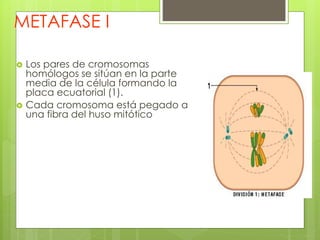 METAFASE I
 Los pares de cromosomas
homólogos se sitúan en la parte
media de la célula formando la
placa ecuatorial (1).
 Cada cromosoma está pegado a
una fibra del huso mitótico
 