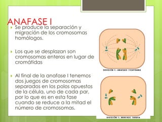 ANAFASE I Se produce la separación y
migración de los cromosomas
homólogos.
 Los que se desplazan son
cromosomas enteros en lugar de
cromátidas
 Al final de la anafase I tenemos
dos juegos de cromosomas
separados en los polos opuestos
de la célula, uno de cada par,
por lo que es en esta fase
cuando se reduce a la mitad el
número de cromosomas.
 