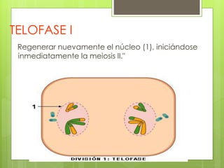 TELOFASE I
Regenerar nuevamente el núcleo (1), iniciándose
inmediatamente la meiosis II."
 