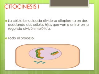 CITOCINESIS I
 La célula binucleada divide su citoplasma en dos,
quedando dos células hijas que van a entrar en la
segunda división meiótica.
 Todo el proceso
 