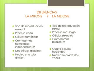 DIFERENCIAS
LA MITOSIS Y LA MEIOSIS
 Tipo de reproducción
asexual
 Proceso corto
 Células somáticas
 Cromosomas
homólogos
independientes
 Dos células diploides
 Núcleo una sola
división
 Tipo de reproducción
sexual
 Proceso más largo
 Células sexuales
 Cromosomas
bivalentes
 Cuatro células
haploides
 Núcleo se divide dos
veces
 