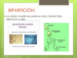 BIPARTICIÓN:
 La célula madre se parte en dos células hijas
idénticas a ella.
 
