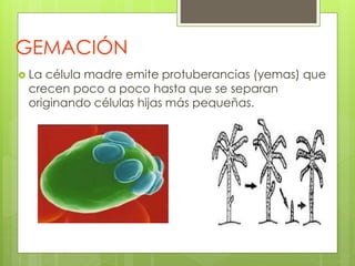 GEMACIÓN
 La célula madre emite protuberancias (yemas) que
crecen poco a poco hasta que se separan
originando células hijas más pequeñas.
 