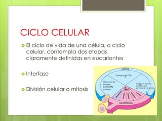 CICLO CELULAR
 El ciclo de vida de una célula, o ciclo
celular, contempla dos etapas
claramente definidas en eucariontes
 Interfase
 División celular o mitosis
síntesis de algunas
proteínas que
participan en la mitosis
 