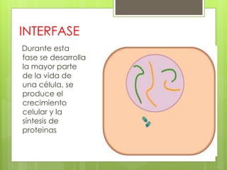 INTERFASE
Durante esta
fase se desarrolla
la mayor parte
de la vida de
una célula, se
produce el
crecimiento
celular y la
síntesis de
proteinas
 