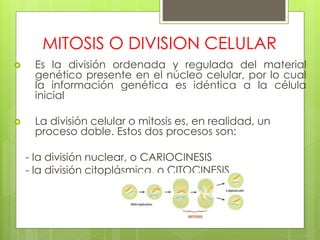 MITOSIS O DIVISION CELULAR
 Es la división ordenada y regulada del material
genético presente en el núcleo celular, por lo cual
la información genética es idéntica a la célula
inicial
 La división celular o mitosis es, en realidad, un
proceso doble. Estos dos procesos son:
- la división nuclear, o CARIOCINESIS
- la división citoplásmica, o CITOCINESIS
 