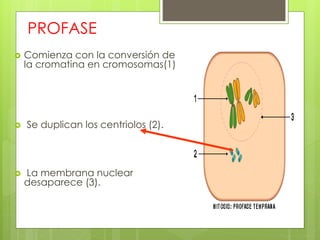 PROFASE
 Comienza con la conversión de
la cromatina en cromosomas(1)
 Se duplican los centriolos (2).
 La membrana nuclear
desaparece (3).
 