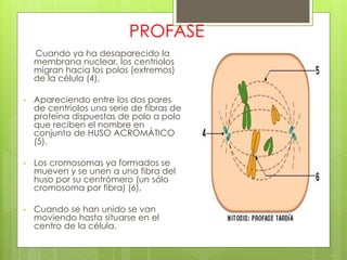 PROFASE
Cuando ya ha desaparecido la
membrana nuclear, los centriolos
migran hacia los polos (extremos)
de la célula (4),
• Apareciendo entre los dos pares
de centriolos una serie de fibras de
proteína dispuestas de polo a polo
que reciben el nombre en
conjunto de HUSO ACROMÁTICO
(5).
• Los cromosomas ya formados se
mueven y se unen a una fibra del
huso por su centrómero (un sólo
cromosoma por fibra) (6),
• Cuando se han unido se van
moviendo hasta situarse en el
centro de la célula.
 