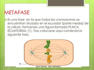 METAFASE
 Es una fase en la que todos los cromosomas se
encuentran situados en el ecuador (parte media) de
la célula, formando una figura llamada PLACA
ECUATORIAL (1). Tras colocarse aquí comienza la
siguiente fase.
 