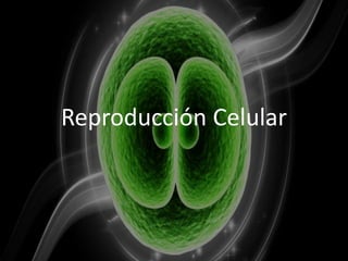 Reproducción Celular
 