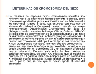 DETERMINACIÓN CROMOSÓMICA DEL SEXO 
 Se presenta en especies cuyos cromosomas sexuales son 
heteromórficos (se diferencian morfológicamente) del resto, estos 
cromosomas portan los genes relacionados con carácter sexual y 
los caracteres ligados al sexo. Las especies con este tipo de 
sistema de determinación sexual poseen uno de los sexos 
heterogamético. Determinación Cromosómica del Sexo Se 
distinguen cuatro sistemas heterogaméticos: Sistema “XX-XY”. 
Es el sistema de determinación de la especie humana y del resto 
de mamíferos, equinodermos, moluscos y algunos artrópodos. El 
organismo es diploide y posee un par de heterocromosomas que 
pueden ser cromosomas del tipo X o del tipo Y. Los cromosomas 
X son cromosomas normales, mientras que los cromosomas Y 
tienen un segmento homólogo (una cromátida normal que se 
puede aparear con el cromosoma X) y un segmento diferencial 
que es más corto. En este sistema las hembras poseen un 
cariotipo homocigótico, es decir XX, mientras que el macho es 
cariotipo XY. El gameto femenino siempre porta un cromosoma 
X, mientras que el masculino puede aportar un cromosoma X o 
uno Y, por lo que se dice que el macho aporta el sexo del 
organismo. 
 
