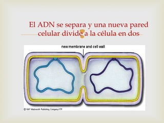 
El ADN se separa y una nueva pared
celular divide a la célula en dos
 