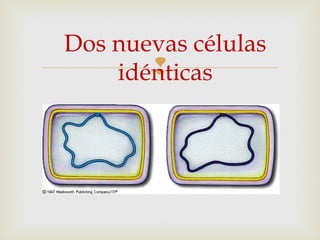 
Dos nuevas células
idénticas
 