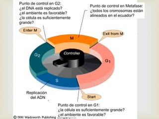 
Punto de control en Metafase:
¿todos los cromosomas están
alineados en el ecuador?
Punto de control en G1:
¿la célula es suficientemente grande?
¿el ambiente es favorable?
Replicación
del ADN
Punto de control en G2:
¿el DNA está replicado?
¿el ambiente es favorable?
¿la célula es suficientemente
grande?
 