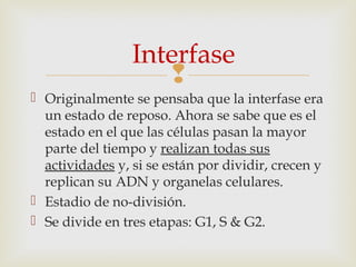 
 Originalmente se pensaba que la interfase era
un estado de reposo. Ahora se sabe que es el
estado en el que las células pasan la mayor
parte del tiempo y realizan todas sus
actividades y, si se están por dividir, crecen y
replican su ADN y organelas celulares.
 Estadio de no-división.
 Se divide en tres etapas: G1, S & G2.
Interfase
 
