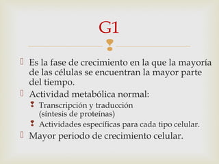 
 Es la fase de crecimiento en la que la mayoría
de las células se encuentran la mayor parte
del tiempo.
 Actividad metabólica normal:
 Transcripción y traducción
(síntesis de proteínas)
 Actividades específicas para cada tipo celular.
 Mayor periodo de crecimiento celular.
G1
 