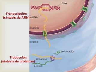 Transcripción
(síntesis de ARN)
Traducción
(síntesis de proteínas)
 