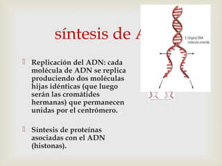 síntesis de ADN
 Replicación del ADN: cada
molécula de ADN se replica
produciendo dos moléculas
hijas idénticas (que luego
serán las cromátides
hermanas) que permanecen
unidas por el centrómero.
 Síntesis de proteínas
asociadas con el ADN
(histonas).
 