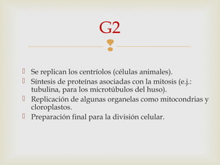 
 Se replican los centríolos (células animales).
 Síntesis de proteínas asociadas con la mitosis (e.j.:
tubulina, para los microtúbulos del huso).
 Replicación de algunas organelas como mitocondrias y
cloroplastos.
 Preparación final para la división celular.
G2
 