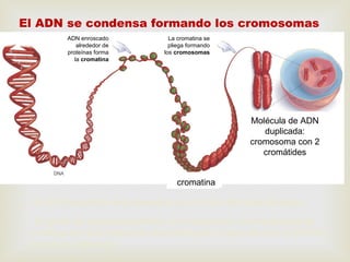 El ADN se condensa formando los cromosomas
- El ADN eucariota está asociado a proteínas llamadas histonas.
- El grado de empaquetamiento o condensación es impresionante:
2 metros de ADN entran en una esfera (el núcleo) de unos 0,000005
metros de diámetro.
chromatin
Duplicated DNA
molecule:
chromosome
with 2 chromatids
ADN enroscado
alrededor de
proteínas forma
la cromatina
La cromatina se
pliega formando
los cromosomas
cromatina
Molécula de ADN
duplicada:
cromosoma con 2
cromátides
 
