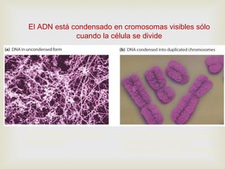 El ADN está condensado en cromosomas visibles sólo
cuando la célula se divide
95% del tiempo el ADN está
como cromatina.
Los cromosomas se hacen visibles
durante la división celular,
aproximadamente el 5% del tiempo
 