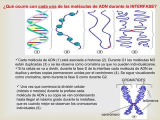 ¿Qué ocurre con cada una de las moléculas de ADN durante la INTERFASE?
Cada molécula de ADN (1) está asociada a histonas (2). Durante G1 las moléculas NO
están duplicadas (3) y se las observa como cromatina ya que no pueden individualizarse.
Si la célula se va a dividir, durante la fase S de la interfase cada molécula de ADN se
duplica y ambas copias permanecen unidas por el centrómero (4). Se sigue visualizando
como cromatina, tanto durante la fase S como durante G2.
 Una vez que comienza la división celular
(mitosis o meiosis) durante la profase cada
molécula de ADN y su copia se van condensando
hasta llegar al máximo grado durante la metafase,
que es cuando mejor se observan los cromosomas
individuales (5).
CROMÁTIDES
telómeros
centrómero
 