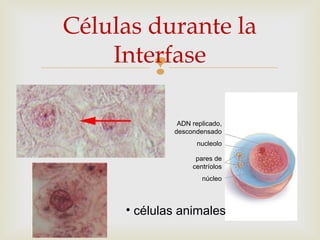 
Células durante la
Interfase
• células animales
ADN replicado,
descondensado
nucleolo
pares de
centríolos
núcleo
 
