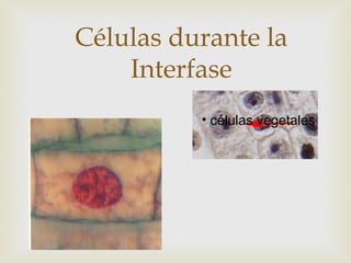 Células durante la
Interfase
• células vegetales
 