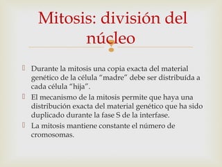 
 Durante la mitosis una copia exacta del material
genético de la célula “madre” debe ser distribuída a
cada célula “hija”.
 El mecanismo de la mitosis permite que haya una
distribución exacta del material genético que ha sido
duplicado durante la fase S de la interfase.
 La mitosis mantiene constante el número de
cromosomas.
Mitosis: división del
núcleo
 