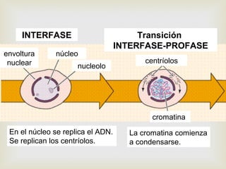 En el núcleo se replica el ADN.
Se replican los centríolos.
La cromatina comienza
a condensarse.
cromatina
centríolos
nucleolo
núcleoenvoltura
nuclear
INTERFASE Transición
INTERFASE-PROFASE
 