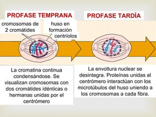 
PROFASE TEMPRANA PROFASE TARDÍA
cromosomas de
2 cromátides
huso en
formación
centríolos
La cromatina continua
condensándose. Se
visualizan cromosomas con
dos cromátides idénticas o
hermanas unidas por el
centrómero
La envoltura nuclear se
desintegra. Proteínas unidas al
centrómero interactúan con los
microtúbulos del huso uniendo a
los cromosomas a cada fibra.
 