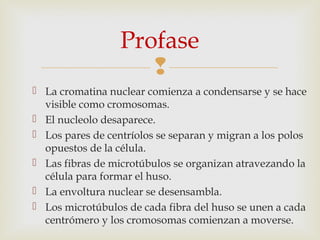 
 La cromatina nuclear comienza a condensarse y se hace
visible como cromosomas.
 El nucleolo desaparece.
 Los pares de centríolos se separan y migran a los polos
opuestos de la célula.
 Las fibras de microtúbulos se organizan atravezando la
célula para formar el huso.
 La envoltura nuclear se desensambla.
 Los microtúbulos de cada fibra del huso se unen a cada
centrómero y los cromosomas comienzan a moverse.
Profase
 