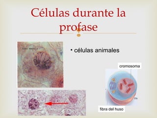 
Células durante la
profase
• células animales
cromosoma
fibra del huso
 