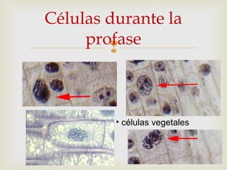
Células durante la
profase
• células vegetales
 