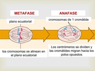 plano ecuatorial
cromosomas de 1 cromátide
los cromosomas se alinean en
el plano ecuatorial
Los centrómeros se dividen y
las cromátides migran hacia los
polos opuestos
METAFASE ANAFASE
 