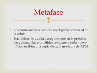 
 Los cromosomas se alinean en el plano ecuatorial de
la célula.
 Esta ubicación ayuda a asegurar que en la próxima
fase, cuando las cromátides se separen, cada nuevo
núcleo recibirá una copia de cada molécula de ADN.
Metafase
 