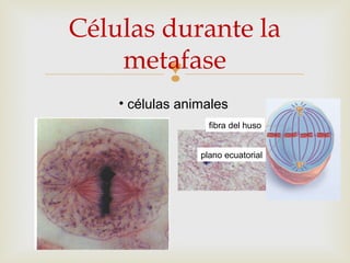 
Células durante la
metafase
• células animales
fibra del huso
plano ecuatorial
 