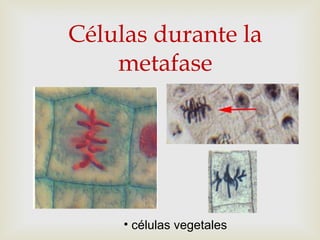 Células durante la
metafase
• células vegetales
 