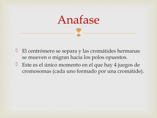 
 El centrómero se separa y las cromátides hermanas
se mueven o migran hacia los polos opuestos.
 Este es el único momento en el que hay 4 juegos de
cromosomas (cada uno formado por una cromátide).
Anafase
 