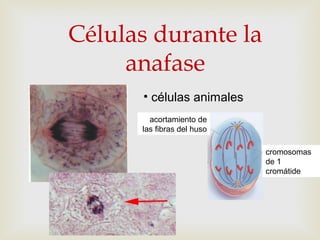 Células durante la
anafase
• células animales
acortamiento de
las fibras del huso
cromosomas
de 1
cromátide
 