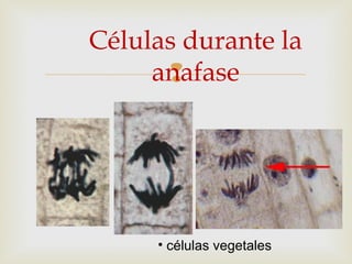 
Células durante la
anafase
• células vegetales
 