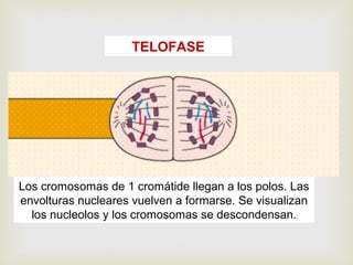 TELOFASE
Los cromosomas de 1 cromátide llegan a los polos. Las
envolturas nucleares vuelven a formarse. Se visualizan
los nucleolos y los cromosomas se descondensan.
 