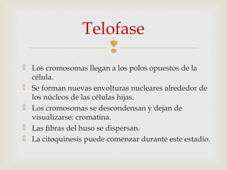 
 Los cromosomas llegan a los polos opuestos de la
célula.
 Se forman nuevas envolturas nucleares alrededor de
los núcleos de las células hijas.
 Los cromosomas se descondensan y dejan de
visualizarse: cromatina.
 Las fibras del huso se dispersan.
 La citoquinesis puede comenzar durante este estadio.
Telofase
 