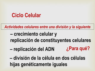 Ciclo Celular
Actividades celulares entre una división y la siguiente
– crecimiento celular y
replicación de constituyentes celulares
– replicación del ADN
– división de la célula en dos células
hijas genéticamente iguales
¿Para qué?
 