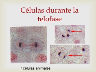 Células durante la
telofase
• células animales
 